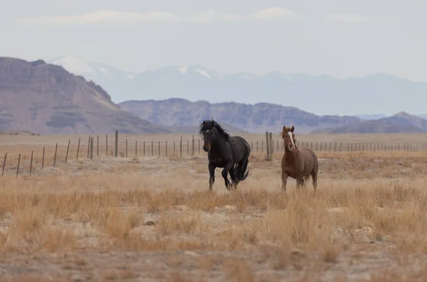 春のユタ砂漠の野生馬 — ストック写真