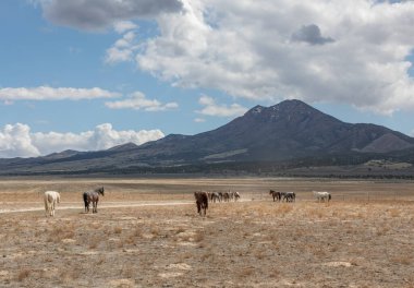 Utah çölünde ilkbaharda vahşi atlar