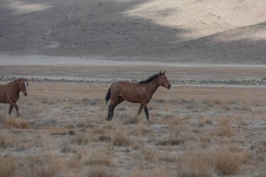 Utah çölünde ilkbaharda vahşi atlar