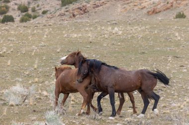 Utah çölünde ilkbaharda vahşi atlar