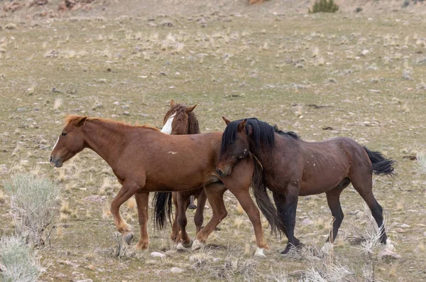 wild horses in spring in the Utah desert