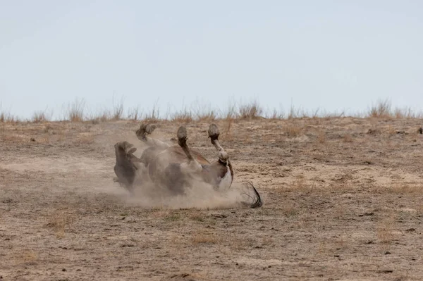 Caballo Salvaje Rodando Tierra Desierto Utah — Foto de Stock