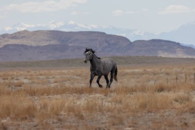 Utah çölünde güzel vahşi bir at.