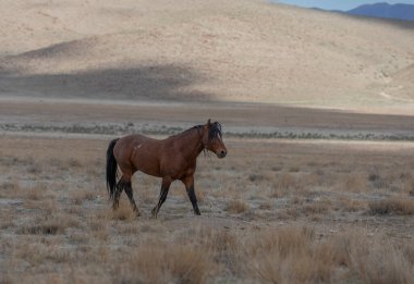 Utah çölünde güzel vahşi bir at.
