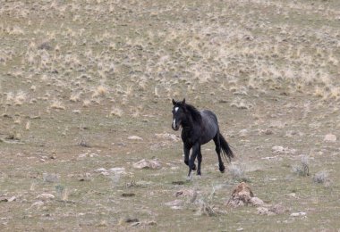 Baharda Utah çölünde güzel vahşi bir at.