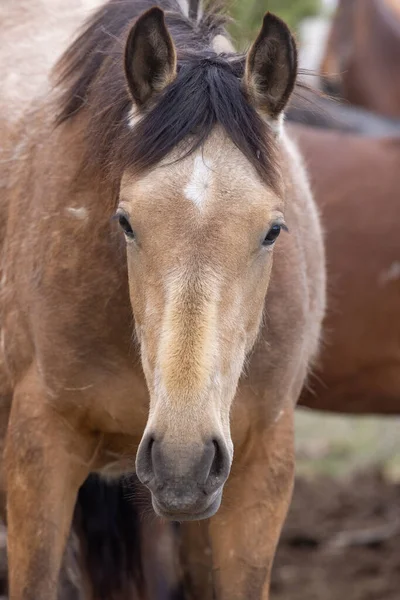 ユタ砂漠の春の美しい野生の馬 — ストック写真