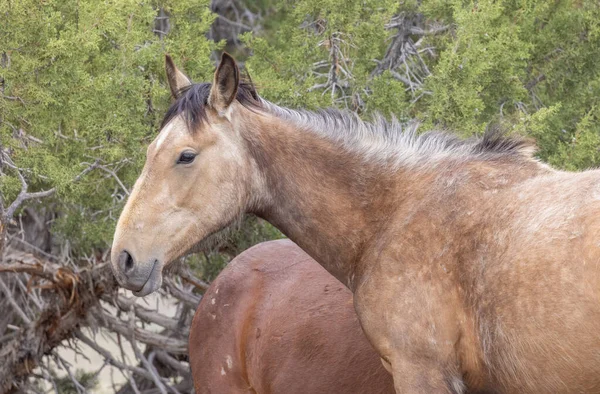 春天犹他州沙漠中的一匹美丽的野马 — 图库照片