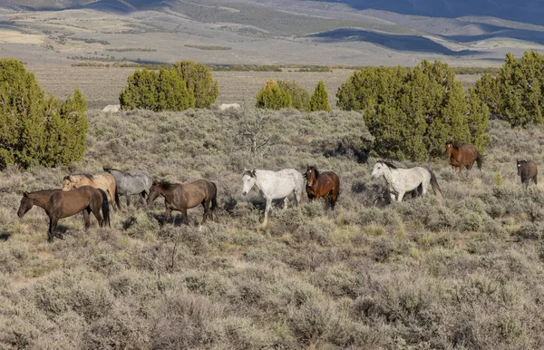 Stádo Divokých Koní Poušti Utah — Stock fotografie