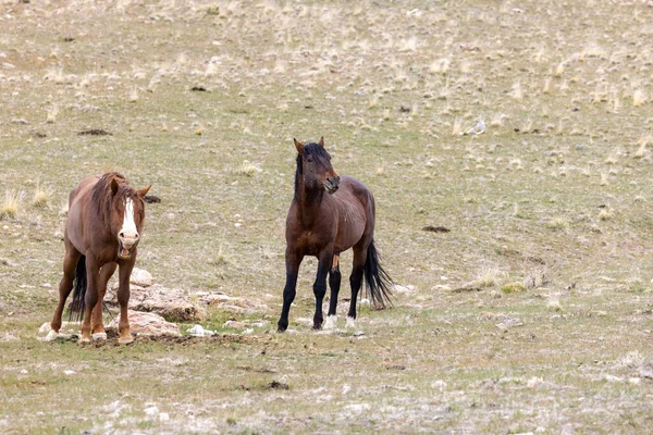 ユタ州の砂漠で野生の馬の群れが — ストック写真