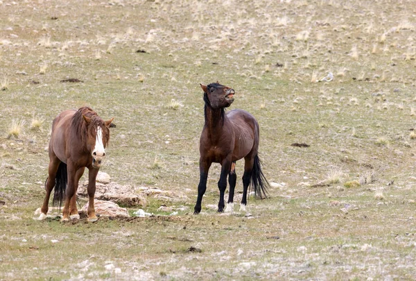 Pair Wild Horse Stallions Facing Utah Desert — Stock Photo, Image