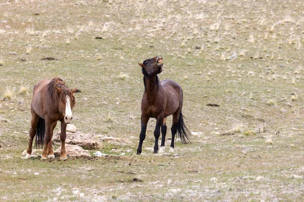 犹他州沙漠中的一对野马 — 图库照片