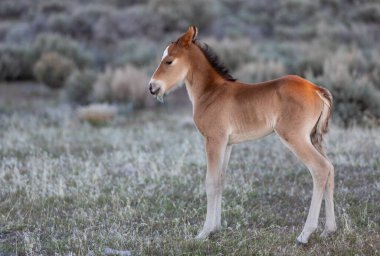 Utah Çölü 'nde baharda tatlı bir at yavrusu.