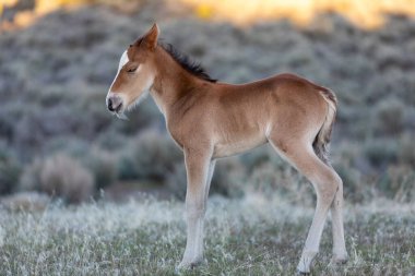 Utah Çölü 'nde baharda tatlı bir at yavrusu.