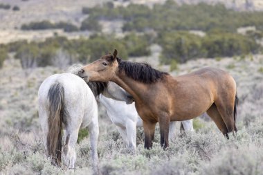 Utah çölünde ilkbaharda vahşi atlar