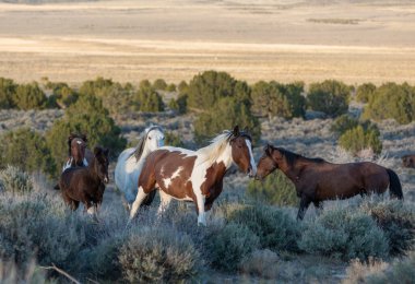 Utah çölünde ilkbaharda vahşi atlar