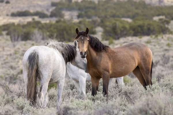 Chevaux Sauvages Printemps Dans Désert Utah — Photo