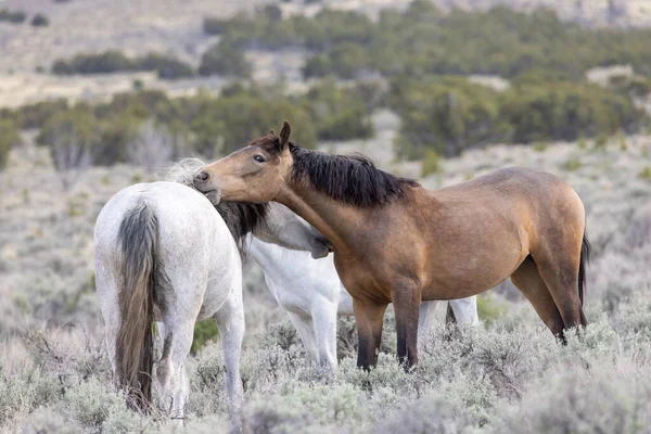 Utah çölünde ilkbaharda vahşi atlar