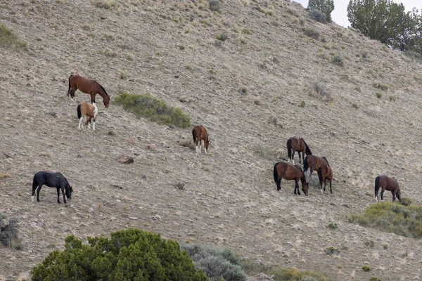 Άγρια Άλογα Την Άνοιξη Στην Έρημο Της Γιούτα — Φωτογραφία Αρχείου