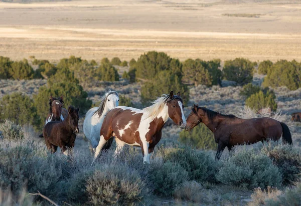 Wild Horses Spring Utah Desert — Stock Photo, Image