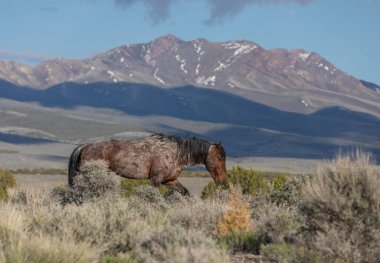 Baharda Utah çölünde güzel vahşi bir at.