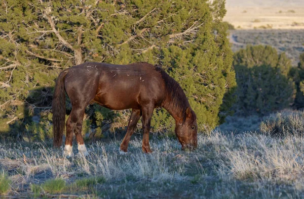 Beau Cheval Sauvage Printemps Dans Désert Utah — Photo