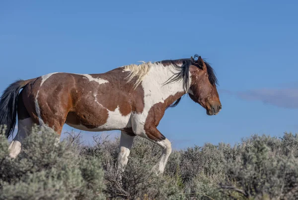 Hermoso Caballo Salvaje Primavera Desierto Utah — Foto de Stock