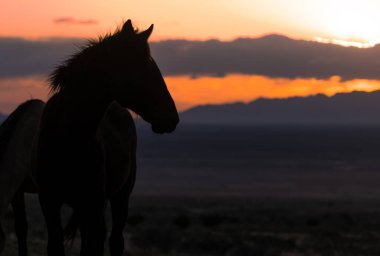 Utah çölünde gün batımında vahşi at silueti.