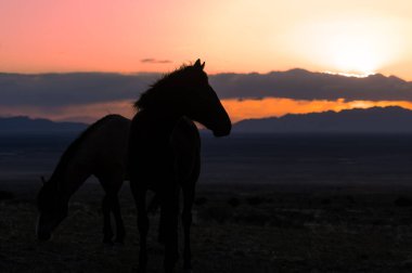 Utah çölünde gün batımında vahşi at silueti.