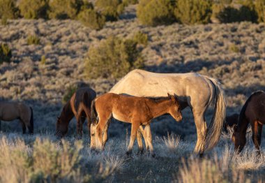Utah çölünde vahşi bir kısrak ve tay.