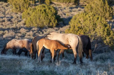 Utah çölünde vahşi bir kısrak ve tay.