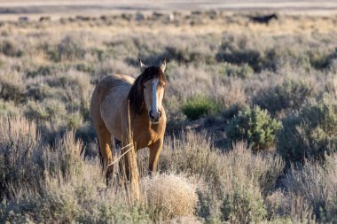 bahar Utah çöl güzel bir vahşi at
