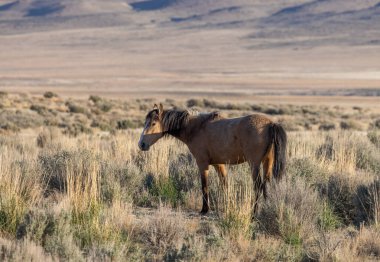 bahar Utah çöl güzel bir vahşi at