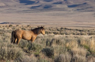 bahar Utah çöl güzel bir vahşi at