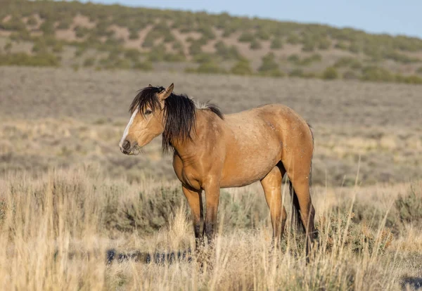 Hermoso Caballo Salvaje Desierto Utah Primavera — Foto de Stock