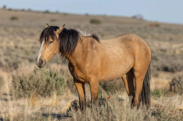 Ein Schönes Wildes Pferd Der Wüste Utah Frühling — Stockfoto