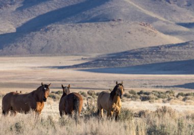 Utah çölünde ilkbaharda vahşi atlar