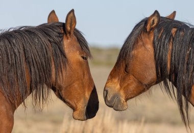 Utah çölünde ilkbaharda vahşi atlar