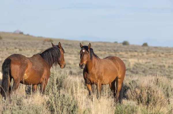 Dzikie Konie Wiosną Pustyni Utah — Zdjęcie stockowe