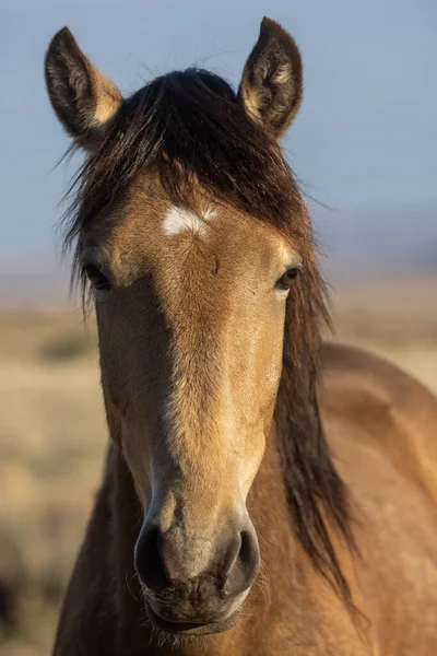 Ένα Όμορφο Άγριο Άλογο Στην Έρημο Της Γιούτα — Φωτογραφία Αρχείου