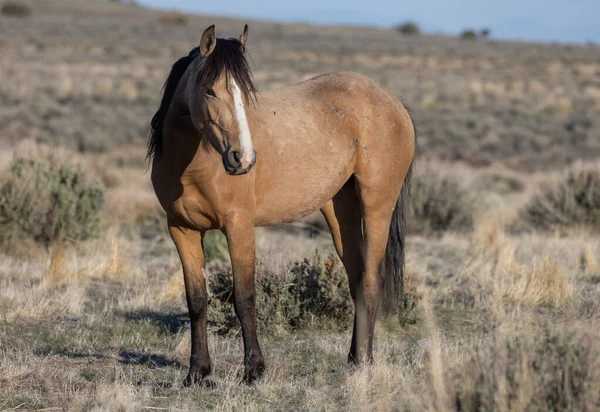 Ein Schönes Wildpferd Der Wüste Von Utah — Stockfoto