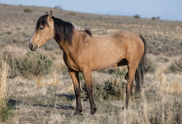 Hermoso Caballo Salvaje Desierto Utah — Foto de Stock