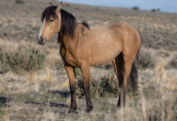 Hermoso Caballo Salvaje Desierto Utah —  Fotos de Stock