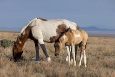 Utah çölünde vahşi bir at kısrağı ve onun tatlı tayı.