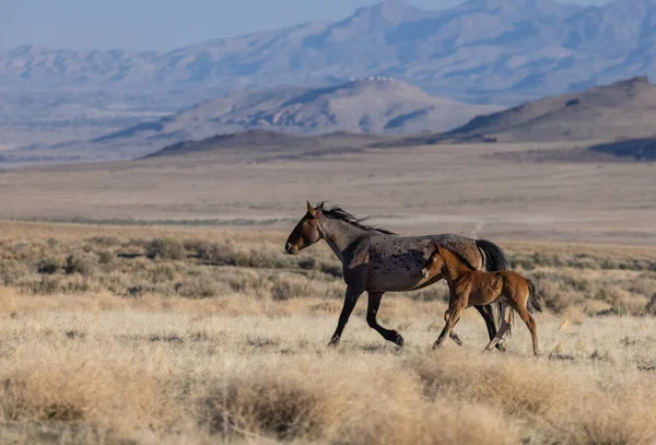 Una Yegua Caballo Salvaje Lindo Potro Desierto Utah —  Fotos de Stock