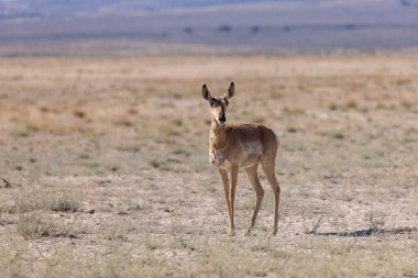 Utah çölünde bir antilop.