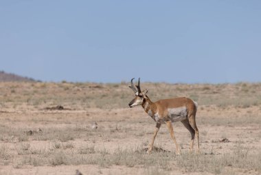 Utah çölünde bir antilop.