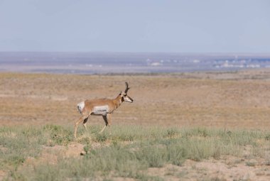 Utah çölünde bir antilop.