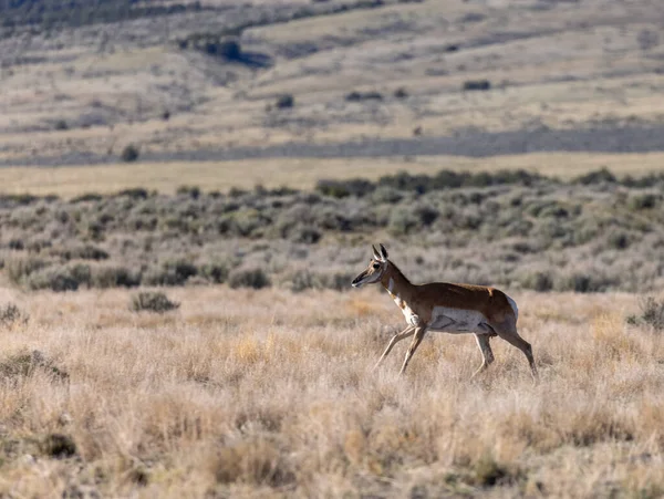 Een Pronghorn Antilope Doe Utah Woestijn — Stockfoto