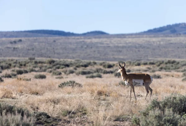 Een Pronghorn Antilope Doe Utah Woestijn — Stockfoto