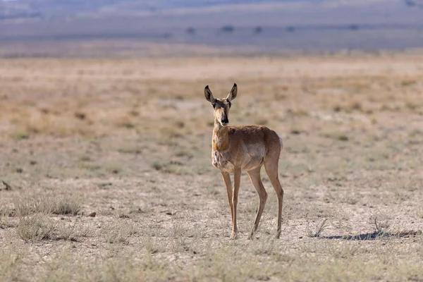 Pronghorn Antilopa Doe Poušti Utah — Stock fotografie